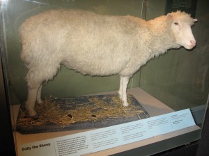 Dollyscotland